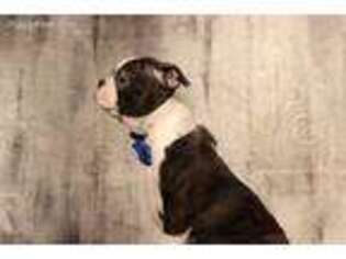 Boston Terrier Puppy for sale in Fort Lee, NJ, USA