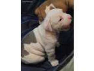 Olde English Bulldogge Puppy for sale in Capitol Heights, MD, USA