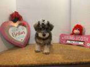 Schnoodle (Standard) Puppy for sale in Shirley, NY, USA