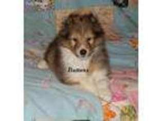 Shetland Sheepdog Puppy for sale in Louisville, KY, USA