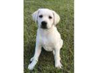 Labrador Retriever Puppy for sale in Waller, TX, USA