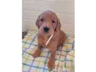 Goldendoodle Puppy for sale in Cantril, IA, USA