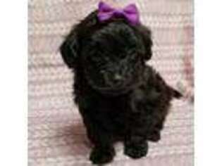 Shih-Poo Puppy for sale in Rock Hill, SC, USA