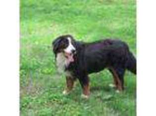 Bernese Mountain Dog Puppy for sale in Strasburg, OH, USA