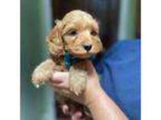 Mutt Puppy for sale in Escondido, CA, USA
