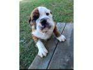 Bulldog Puppy for sale in Point, TX, USA