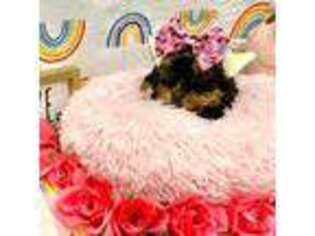 Yorkshire Terrier Puppy for sale in Scottsdale, AZ, USA