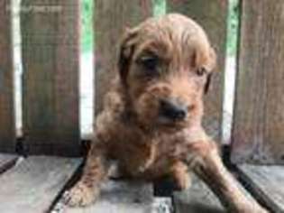 Goldendoodle Puppy for sale in Blanchester, OH, USA