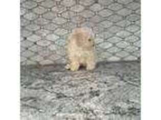 Mutt Puppy for sale in Rockaway, NJ, USA