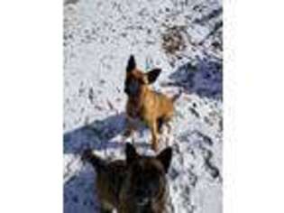 Belgian Malinois Puppy for sale in Tunas, MO, USA