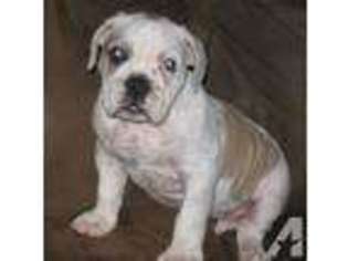 Bulldog Puppy for sale in CLINTON, TN, USA