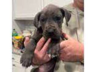 Great Dane Puppy for sale in Georgetown, DE, USA