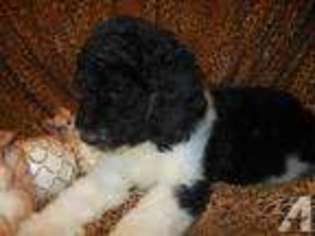 Mutt Puppy for sale in ALMA, NY, USA
