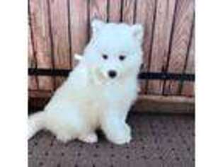 Samoyed Puppy for sale in El Dorado Springs, MO, USA