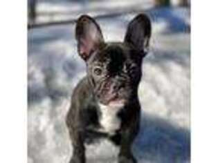 French Bulldog Puppy for sale in Little Rock, AR, USA