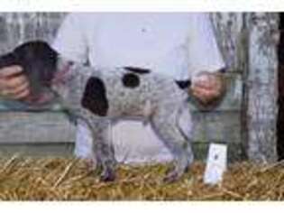 German Shorthaired Pointer Puppy for sale in Scio, OH, USA