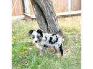 Miniature Australian Shepherd Puppy for sale in Medical Lake, WA, USA