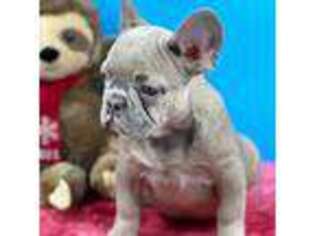 French Bulldog Puppy for sale in Bronx, NY, USA