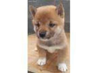 Shiba Inu Puppy for sale in Newville, PA, USA