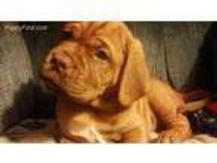 American Bull Dogue De Bordeaux Puppy for sale in Spokane, WA, USA