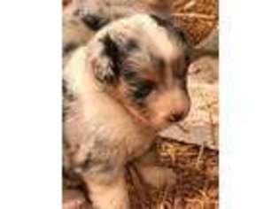 Australian Shepherd Puppy for sale in Loganville, GA, USA