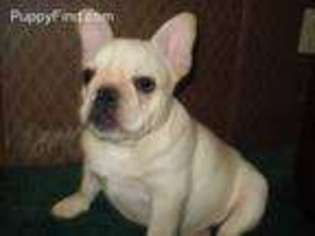 French Bulldog Puppy for sale in Corinth, KY, USA