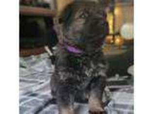 German Shepherd Dog Puppy for sale in Norton Shores, MI, USA