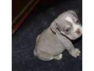 Bulldog Puppy for sale in Frankfort, KS, USA