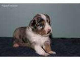 Miniature Australian Shepherd Puppy for sale in Imperial, MO, USA