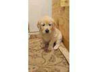 Golden Retriever Puppy for sale in Kinross, MI, USA