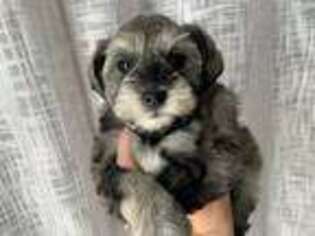 Mutt Puppy for sale in Chico, CA, USA