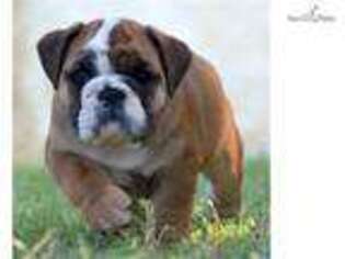 Bulldog Puppy for sale in Fort Worth, TX, USA