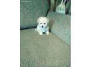 Mutt Puppy for sale in Clifton, TN, USA