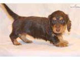 Dachshund Puppy for sale in Fort Worth, TX, USA