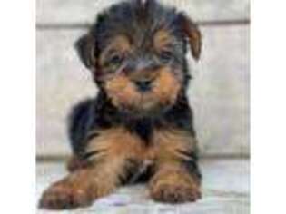 Yorkshire Terrier Puppy for sale in Dahlonega, GA, USA