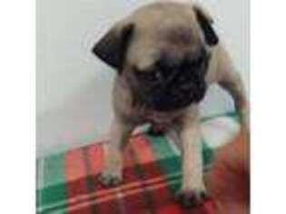 Pug Puppy for sale in Mount Olive, NC, USA