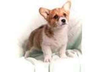 Pembroke Welsh Corgi Puppy for sale in San Jose, CA, USA