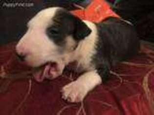 Bull Terrier Puppy for sale in Elm City, NC, USA