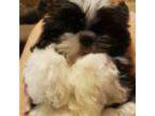 Mutt Puppy for sale in Golden Valley, AZ, USA