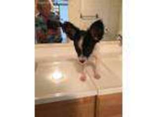 Papillon Puppy for sale in Centerville, TN, USA