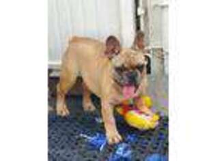 French Bulldog Puppy for sale in Hempstead, NY, USA
