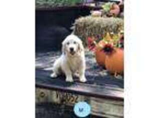 Golden Retriever Puppy for sale in Anniston, AL, USA