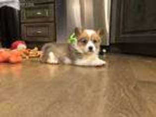 Pembroke Welsh Corgi Puppy for sale in Terrell, TX, USA