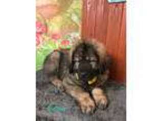 Tibetan Mastiff Puppy for sale in Blooming Prairie, MN, USA