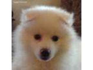 American Eskimo Dog Puppy for sale in Wichita, KS, USA