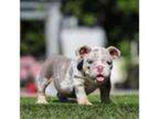 Bulldog Puppy for sale in Hacienda Heights, CA, USA