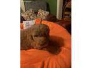 Labradoodle Puppy for sale in Gaffney, SC, USA