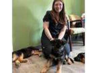 German Shepherd Dog Puppy for sale in Bartonsville, PA, USA
