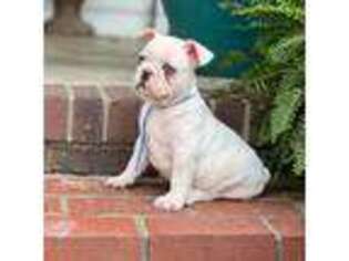 French Bulldog Puppy for sale in Mayfield, KY, USA