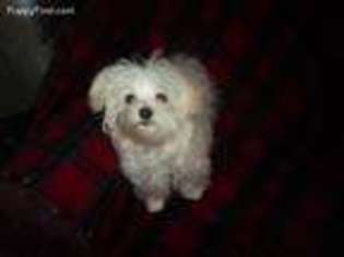 Maltese Puppy for sale in Newark, OH, USA